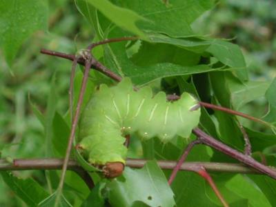 Polyphemus Moth larva on Texas Pin Oak Oak