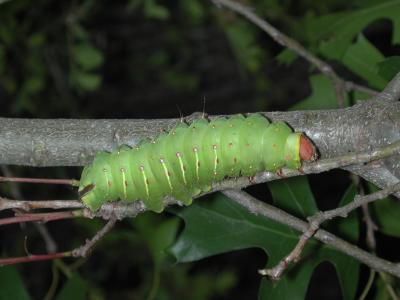 Poly phemus moth lava