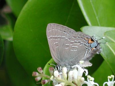 Satyrium calanus falacer