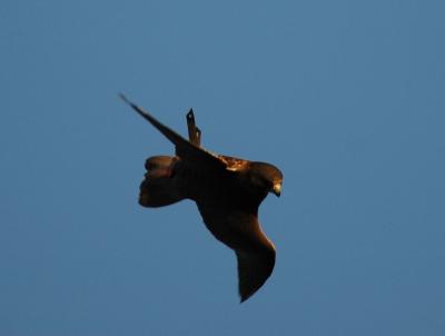 Black Gyr x Prairie Falcon Rolling into a stoop