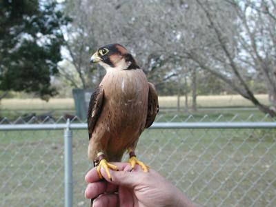 Tieta Falcon