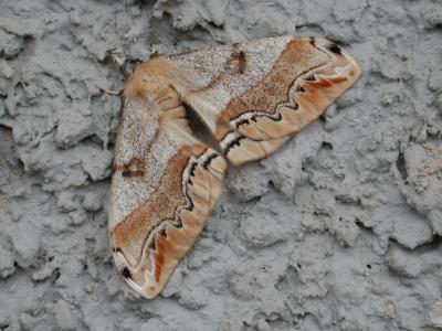 Arsenura polyodonta