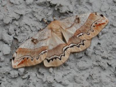 Arsenura polyodonta