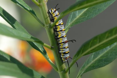 e200710_queenLarva070.jpg