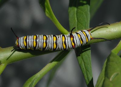 Queen (Danaus gillipus) Larva