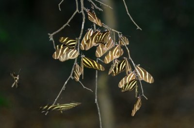 Zebra Butterfly 43 (Heliconius charitonius) at roost