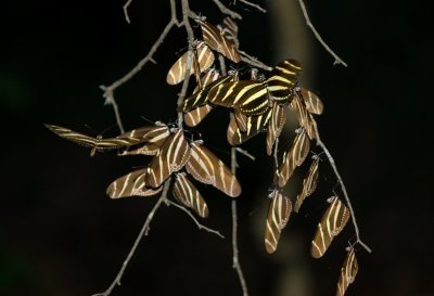 Zebra Butterflies at Roost 58
