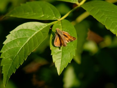 Fiery Skipper (Hylephila phyleus)002