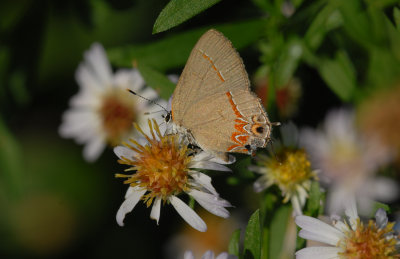 Dusky Blue Hairstreak (Calycopis isobeon) 042