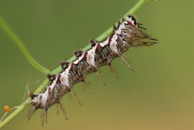 Dryas julia Larva 