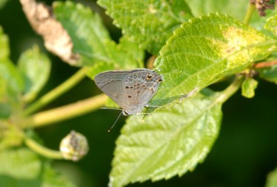 e1103sColumella 030.jpg