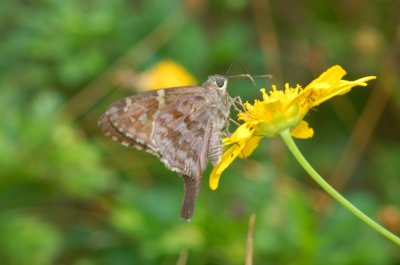 LongTailed Skipper 005