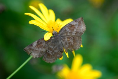 Achylodes thraso 024