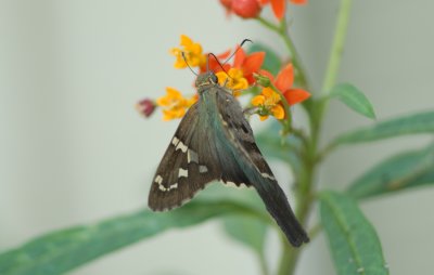 LongTail Skipper 048.