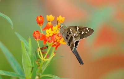 LongTailed Skipper 040