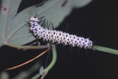 Zebra Butterfly Larva 025.jpg
