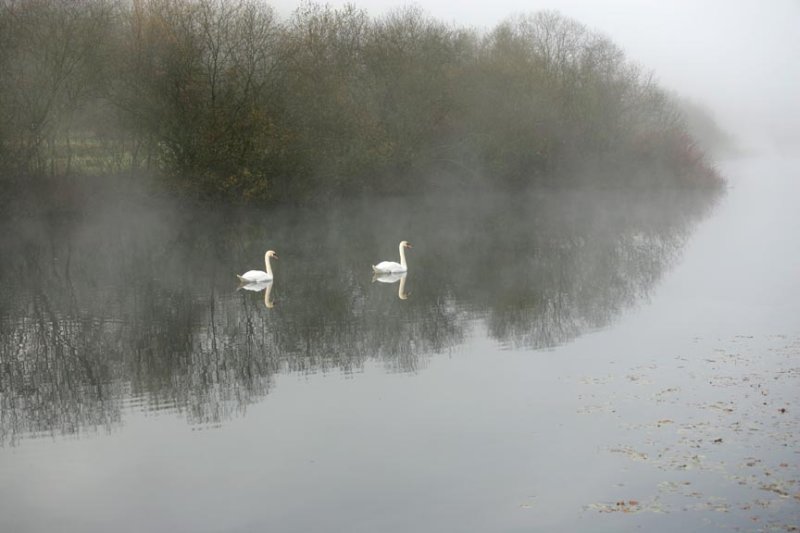 swans 3