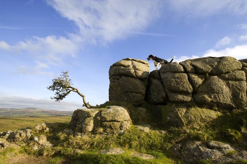 Dog looking out over dartmoor