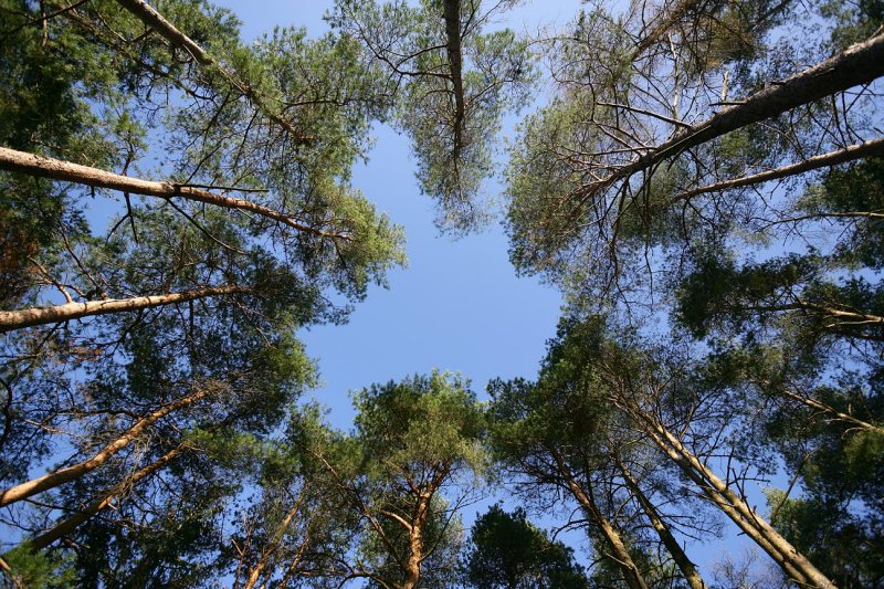 Ring of Trees