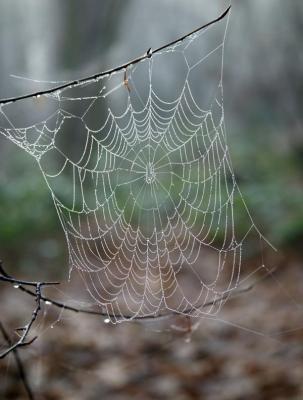Cobweb
