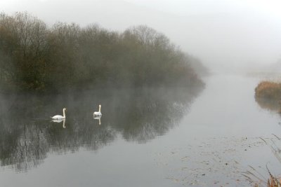 swans 4