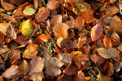 leaves