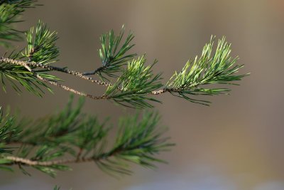 Firtree