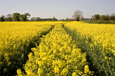 Springtime Rapefield