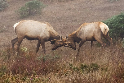 Tule Elk locking antlers