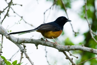 White-rumped Shama