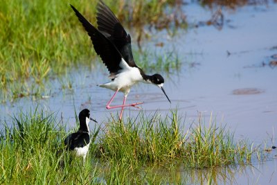 Hawaiian Stilts