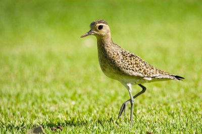 Pacific Golden-Plover