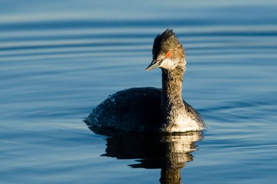 Eared Grebe