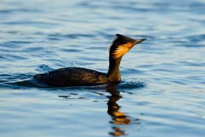 Eared Grebe