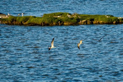 3 Black Skimmers