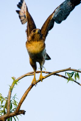 Red-tailed Hawk taking off