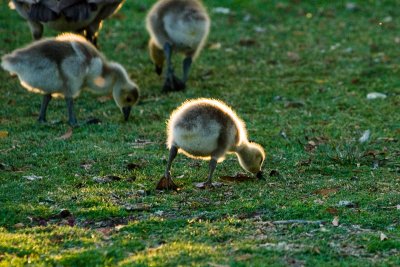 Canada Goose goslings