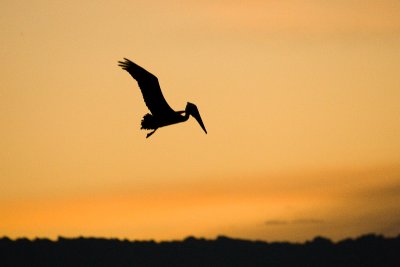 Brown Pelican Silhouette