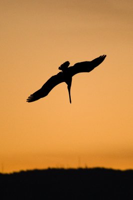 Brown Pelican Silhouette