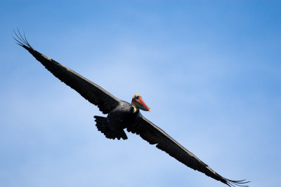 Brown Pelican