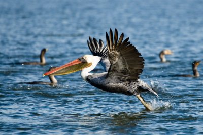 Brown Pelican taking off