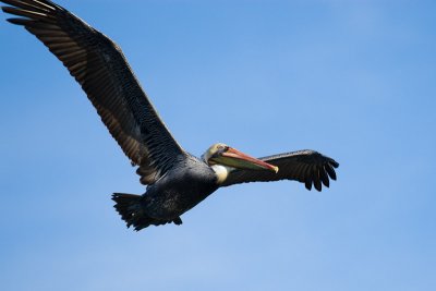 Brown Pelican