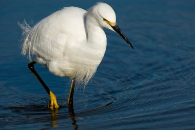 Snowy Egret