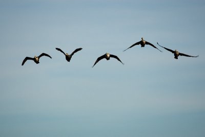 5 Double-crested Cormorants
