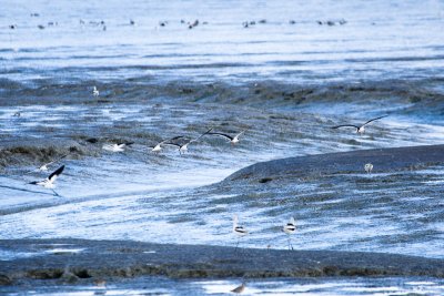 Black Skimmers and Avocets