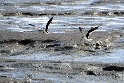 Black Skimmers landing