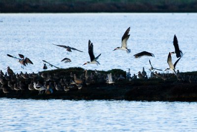 Black Skimmers departing