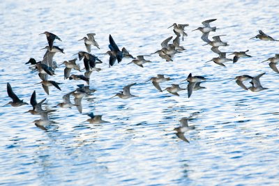 Dowitchers