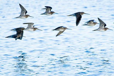 Dowitchers