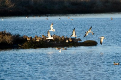 Black Skimmers returning